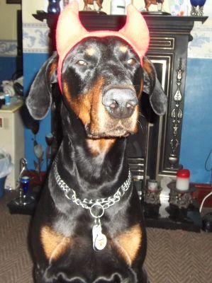 Dog profile photo