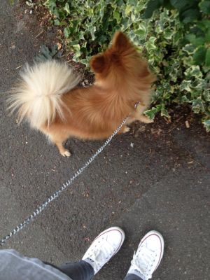 Dog profile photo