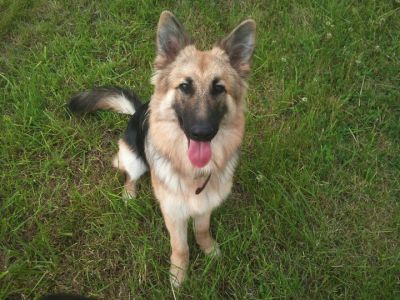 Dog profile photo