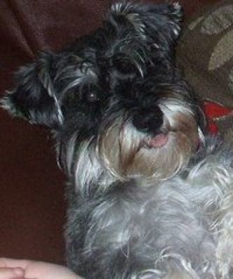 Dog profile photo