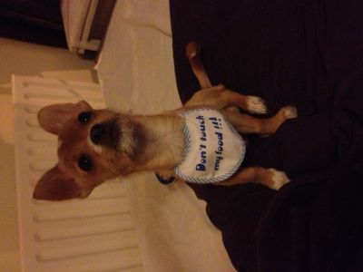 Dog profile photo