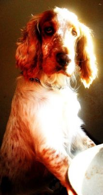 Dog profile photo