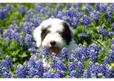 Dog profile photo