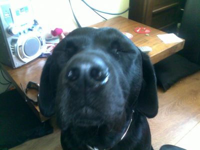 Dog profile photo