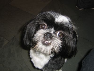 Dog profile photo