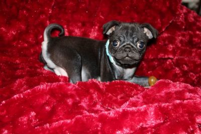 Dog profile photo