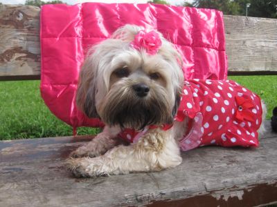 Dog profile photo